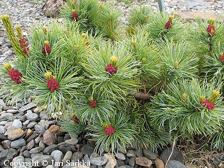 Pinus pumila, pensassembra